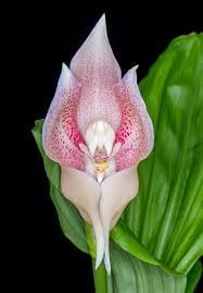 Orchid Flower Seeds for Planting 100 -Hierloom Flower Seeds - Flower for planting in home garden